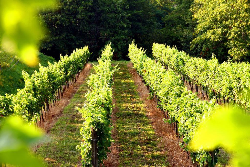 Agriturismo Il Belvedere Palazzago المظهر الخارجي الصورة